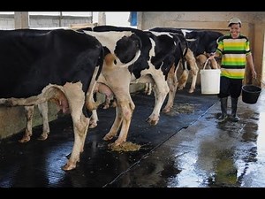 Cara Beternak Sapi Perah untuk Pemula dan Profesional