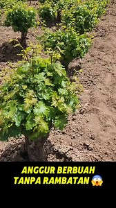 Amazing grapes | Bang Omen