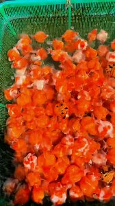 3.5K views · 34 reactions | Aqua scaping, #aquascaping #aquarium | Aqua.scaping | Facebook