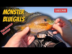 Fall Time Monster Bluegill Fishing in Michigan