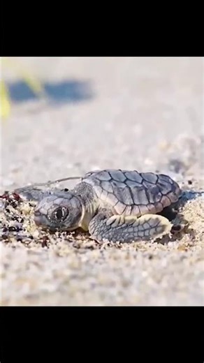 The Life Journey Of Baby Turtles😱 Survival Begins at Birth🐢 #viral #shorts