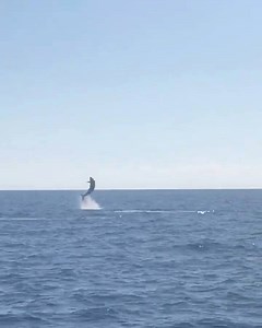 62K views · 865 reactions | Giant MAKO shark putting a show on for Fish Dauntless!! It came up eating a sailfish and they hooked the big shark a couple minutes later. | Bud N' Mary's Marina | Facebook