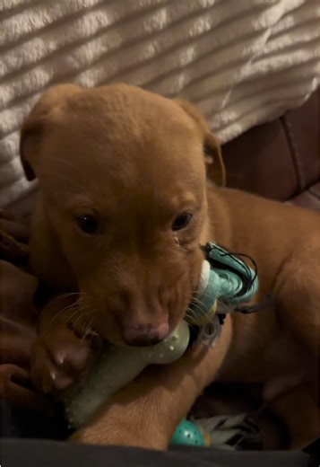 Hi I’m Milo a 8 week old fox red lab🥰 #hiimmilo #sayhi #puppyfriends #labrador #labpuppy