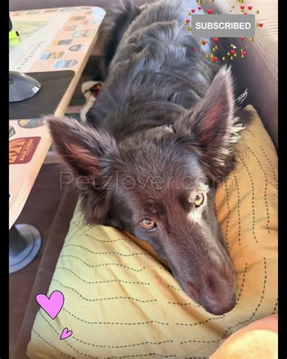 Raven – A Loyal German Shepherd Looking for Her Forever Home! 🖤🐶