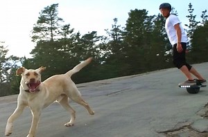 Your dog would love you even more if you did this... | Onewheel