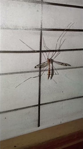 monster mosquito #mosquito #bigmosquito #large #largemosquito #mosquitoes #rajini #thailaivar173