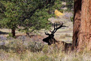 How to Identify Elk Sign for Both Hunters and Non-Hunters