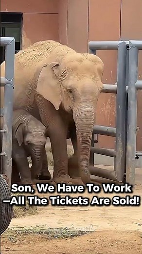 Cute Baby Elephants Just Like Huge Human Toddlers! 😭 Funny #babyelephant #funnyanimals