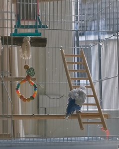 75K views · 2.1K reactions | Due to Sonny's French Molt and not being able to fly, he would run around like this everywhere 冀懶 | The Robin Whisperer | Facebook