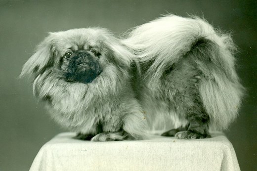 Pekingese History: From Imperial Companions to Modern-Day Lapdogs
