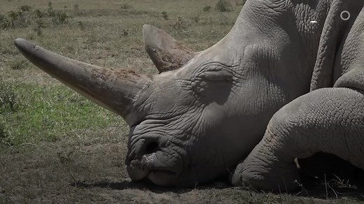 キタシロサイを絶滅から救う