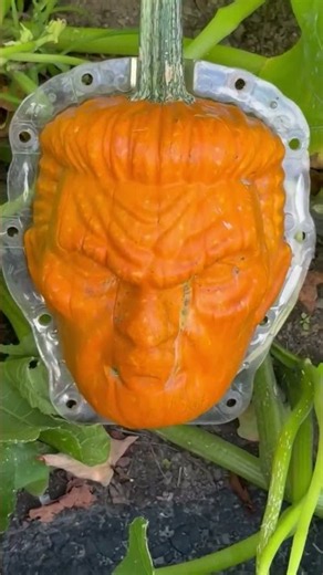 Farmer Grows Bizarre Pumpkins Faces Featuring Donald Trump #shorts