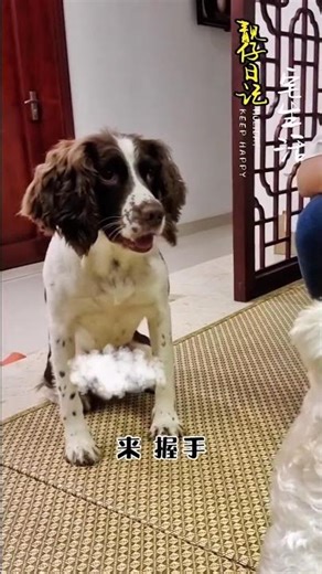 Zizai is finally experiencing the impatience of taking care of a baby! 😄 #pets #cutepets #owner #...