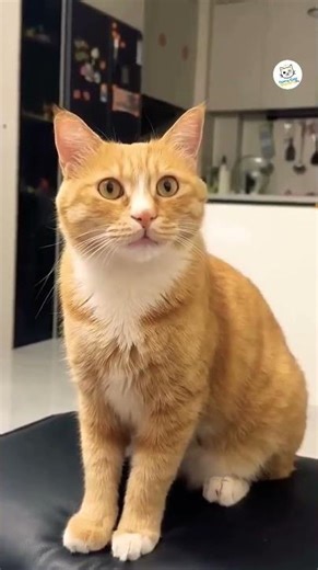 Cute Cat Meowing 😻✨️ You Can’t Stop Laughing! #CuteCat #CatMeowing #Shorts