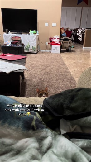 His little head #cattok #pettok #foryouu #orangecats #petlife | cats