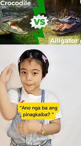 78K views · 533 reactions | Crocodiles and alligators what's the difference? #education #everyonehighlightsfollowers #highlight #knowledge #kids #animaldifferences #animals | GabsVlogs | Facebook