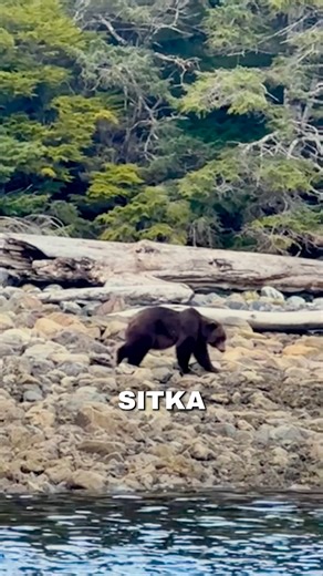 3.1K views · 28 reactions | How salmon migrations effect more than...