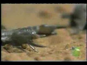 Tarantula vs Scorpion