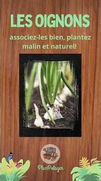 les oignons: associez-les bien, plantez malin et naturel