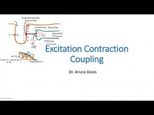 Excitation Contraction Coupling