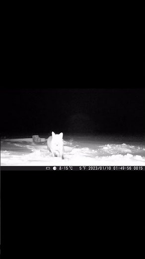 ФОТОПАСТКИ HC 802A