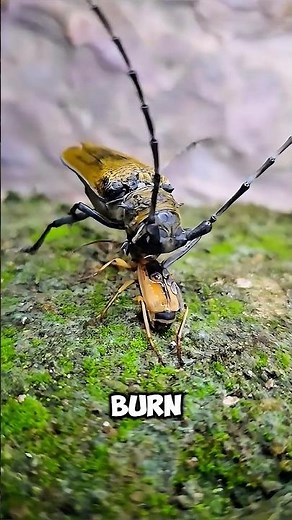 The World’s Most Dangerous Beetle? 🪲💥#didyouknow #nature #shorts