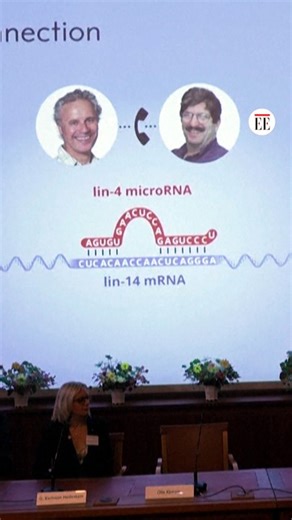 ¿Quiénes son los nuevos ganadores del Nobel de Medicina 2024?