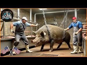 The Shocking Reality Of The World's Largest Wild Boar Processing Factory | Farming Documentary