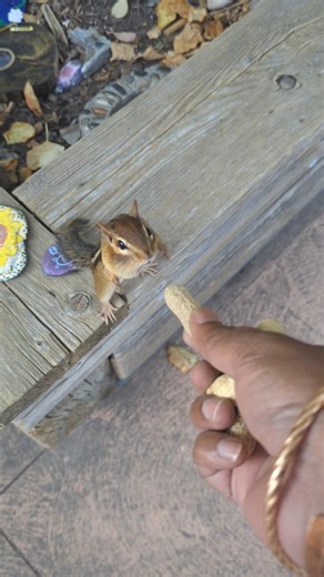 Park chipmunk's hilarious jump #chipmunk #funnyjump #parkchipmunk #funny