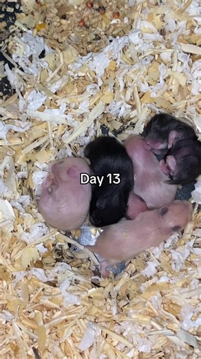 Cuddly Baby Teddy Bear Hamsters on Day 13