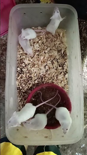 Feeding My Ball Python: Frozen Mice vs Live Feeders 🐍 | Ball Python Feeding Tips!