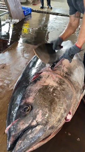 @seafoodadventure888 on Instagram: "Watching 600 pound giant tuna sliced with extreme precision #gianttuna #chefskills #fblifestyle #黑鮪魚"