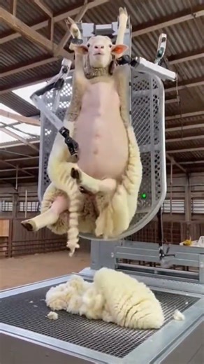 Sheep Shearing… But Make It Fully Automated🐑