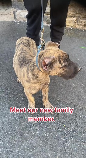 New member of the loyal dogs family. Please refrain from comments about ears. Its imported like that. I have no say on the matter. #dog #dogs #dogsoftiktok #puppy #puppies #pupp #puppiesoftiktok #presa #presacanario #doggo #mastiff #puppylove #brindle #
