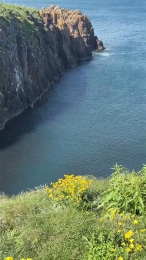 Puffins seem to be Perfectly unique & have a Personality. Hurrah!
