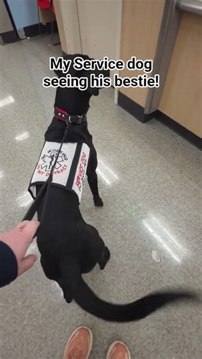 My service dog seeing his bestie! #servicedog