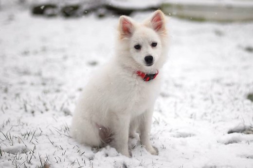 American Eskimo Dog - Eskie - Toy, Miniature, Standard Eskies Info. FAQs