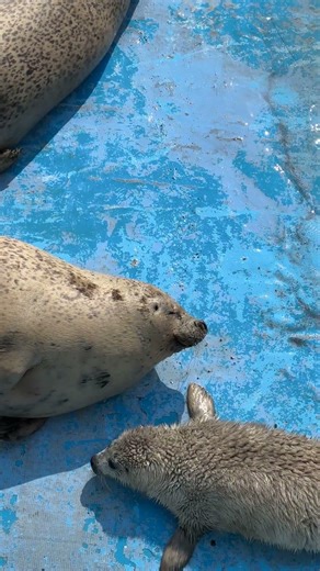 ゴマフアザラシの赤ちゃん ノシャップ寒流水族館 稚内市観光