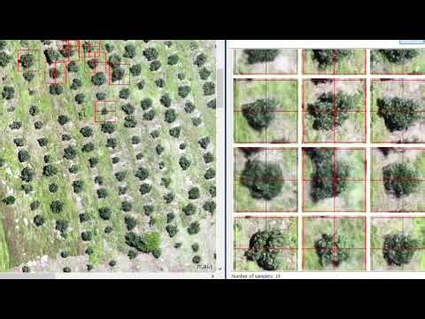 clasificacion de arboles con Deep Learning