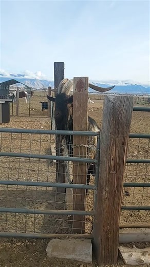 Trailside Goat Care (@trailsidegoatcare)’s videos with original sound - Gemini Effect