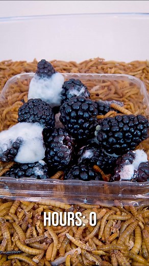 304K views · 1K reactions | Mealworms vs. Moldy blueberries𢡄#Timelapse #food #mealworms | WormLapse | Facebook