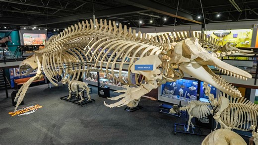 OKC's Museum of Osteology grows out of a bone-deep love for skeletons