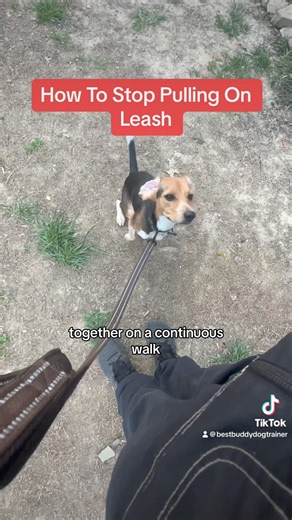 28K views · 152 reactions | How To Stop Your Dog From Pulling...