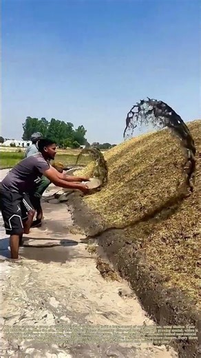 Shaping the Mound: How Farmers Build Mud-Clay Storage Piles