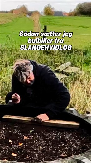 Sådan planter jeg hvidløg - de små bulbiller fra slangehvidløgets topløg. Det tager to sæsoner, før de rigtigt bliver til noget. Se den lange version på Jydehaven på facebook #hvidløg #jydehavenhavetips #køkkenhave | Jydehaven.dk