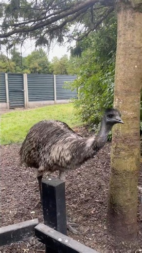 These Giant Birds Are Emus! 🪶 | Glendeer Pet Farm Ireland 🇮🇪