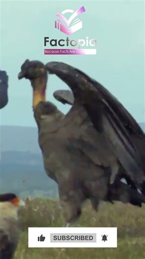 Andean Condor: The Legendary Winged Guardian!
