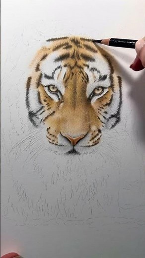 Faber Castell Polychromos on Strathmore Bristol Vellum - available on my Patreon 🐯✍🏼 #drawing #art