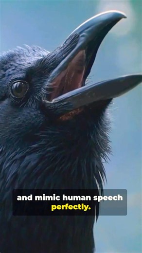 Crows are smarter then your neighbors #science #shots #facts #wildlife #comedywildlife