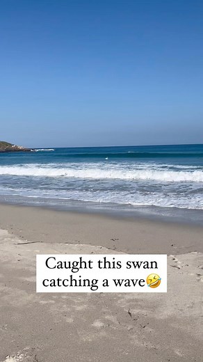 Pubity | Was a surfer in its past life🤣 (Swell surfboards via ViralHog) | Instagram